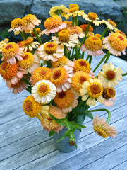 Load image into Gallery viewer, Zinnia, 'Zinderella Peach'
