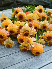 Load image into Gallery viewer, Zinnia, 'Zinderella Peach'
