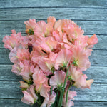Load image into Gallery viewer, Sweet Pea, 'Heaven Scent'
