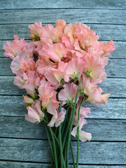 Load image into Gallery viewer, Sweet Pea, 'Heaven Scent'
