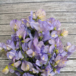 Load image into Gallery viewer, Sweet Pea, 'Kingfisher'
