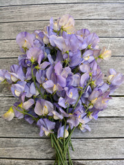 Load image into Gallery viewer, Sweet Pea, 'Kingfisher'
