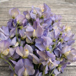 Load image into Gallery viewer, Sweet Pea, 'Kingfisher'
