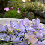 Load image into Gallery viewer, Sweet Pea, 'Kingfisher'
