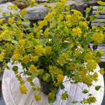 Load image into Gallery viewer, Bupleurum, 'Green Gold'
