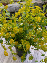 Load image into Gallery viewer, Bupleurum, 'Green Gold'

