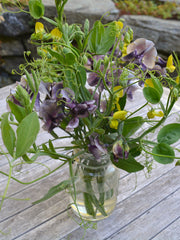 Load image into Gallery viewer, Sweet Pea Sp., 'Lathyrus Chloranthus'
