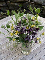 Load image into Gallery viewer, Sweet Pea Sp., 'Lathyrus Chloranthus'
