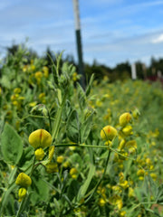 Load image into Gallery viewer, Sweet Pea Sp., 'Lathyrus Chloranthus'
