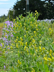Load image into Gallery viewer, Sweet Pea Sp., 'Lathyrus Chloranthus'
