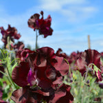 Load image into Gallery viewer, Sweet Pea, 'Windsor'
