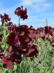 Load image into Gallery viewer, Sweet Pea, 'Windsor'
