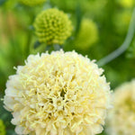 Load image into Gallery viewer, Scabiosa, 'Fata Morgana'
