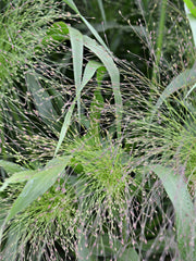 Load image into Gallery viewer, Ornamental Grass, 'Frosted Explosion'
