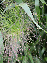 Load image into Gallery viewer, Ornamental Grass, 'Frosted Explosion'
