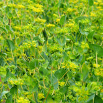 Load image into Gallery viewer, Bupleurum, 'Green Gold'
