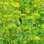 Load image into Gallery viewer, Bupleurum, 'Green Gold'
