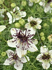 Load image into Gallery viewer, Nigella, 'Bridal Veil'
