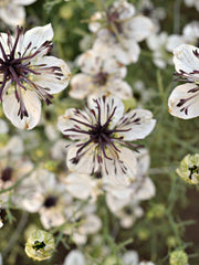 Load image into Gallery viewer, Nigella, 'Bridal Veil'
