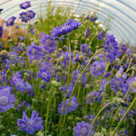 Load image into Gallery viewer, Scabiosa, 'Fama Deep Blue'
