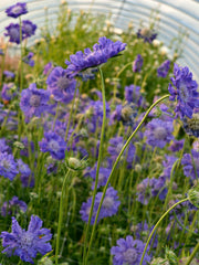 Load image into Gallery viewer, Scabiosa, 'Fama Deep Blue'
