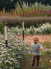 Load image into Gallery viewer, Nigella, 'Bridal Veil'
