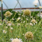 Load image into Gallery viewer, Scabiosa, 'Sternkugel'
