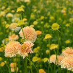 Load image into Gallery viewer, Scabiosa, 'Fata Morgana'

