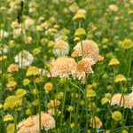Load image into Gallery viewer, Scabiosa, 'Fata Morgana'
