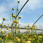 Load image into Gallery viewer, Scabiosa, 'Fata Morgana'
