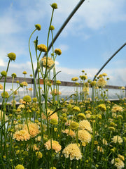 Load image into Gallery viewer, Scabiosa, 'Fata Morgana'
