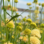 Load image into Gallery viewer, Scabiosa, 'Fata Morgana'
