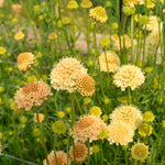 Load image into Gallery viewer, Scabiosa, 'Fata Morgana'
