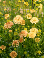 Load image into Gallery viewer, Scabiosa, 'Fata Morgana'

