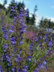 Load image into Gallery viewer, Salvia, 'Transylvanian Sage'
