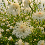 Load image into Gallery viewer, Basket Flower, 'Aloha Blanca'
