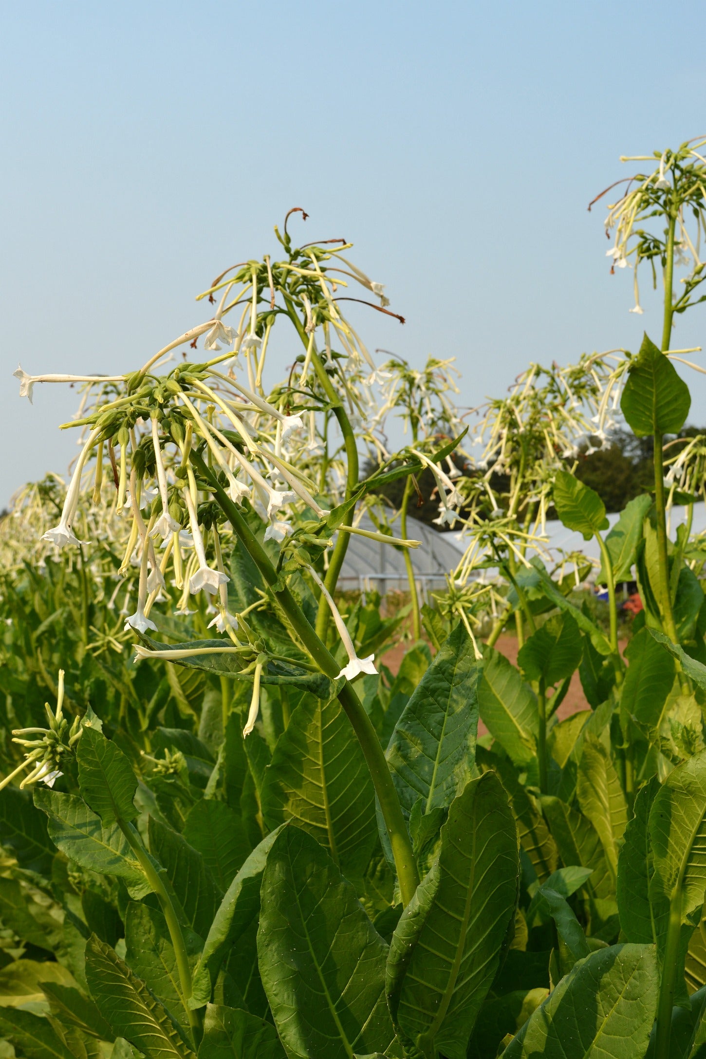 only the lonely tobacco plant Nicotiana sylvestris 'Only Lonely' Annual.Only the Lonely is know for its spectacular heady fragrance that fills the evening air Tobacco, Woodland 'Only the Lonely'