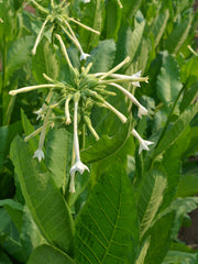 Load image into Gallery viewer, Nicotiana, 'Only the Lonely'
