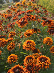 Load image into Gallery viewer, Rudbeckia, 'Autumn Sunset'

