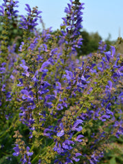 Load image into Gallery viewer, Salvia, 'Transylvanian Sage'

