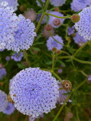 Load image into Gallery viewer, Didiscus, 'Blue Lace Flower'
