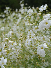 Load image into Gallery viewer, Gypsophila/Baby's Breath, 'Covent Garden'
