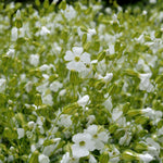 Load image into Gallery viewer, Saponaria, 'White Beauty'
