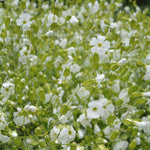 Load image into Gallery viewer, Saponaria, 'White Beauty'
