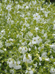 Load image into Gallery viewer, Saponaria, 'White Beauty'
