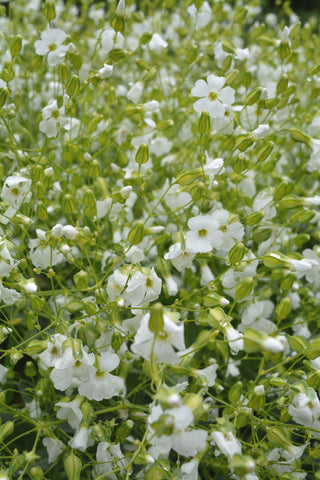 Saponaria
