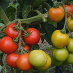 Load image into Gallery viewer, Tomato, 'Matina'
