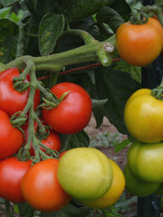 Load image into Gallery viewer, Tomato, 'Matina'
