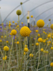 Load image into Gallery viewer, Craspedia, 'Sun Ball'
