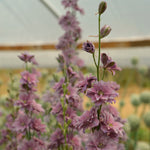 Load image into Gallery viewer, Larkspur, 'Earl Grey'
